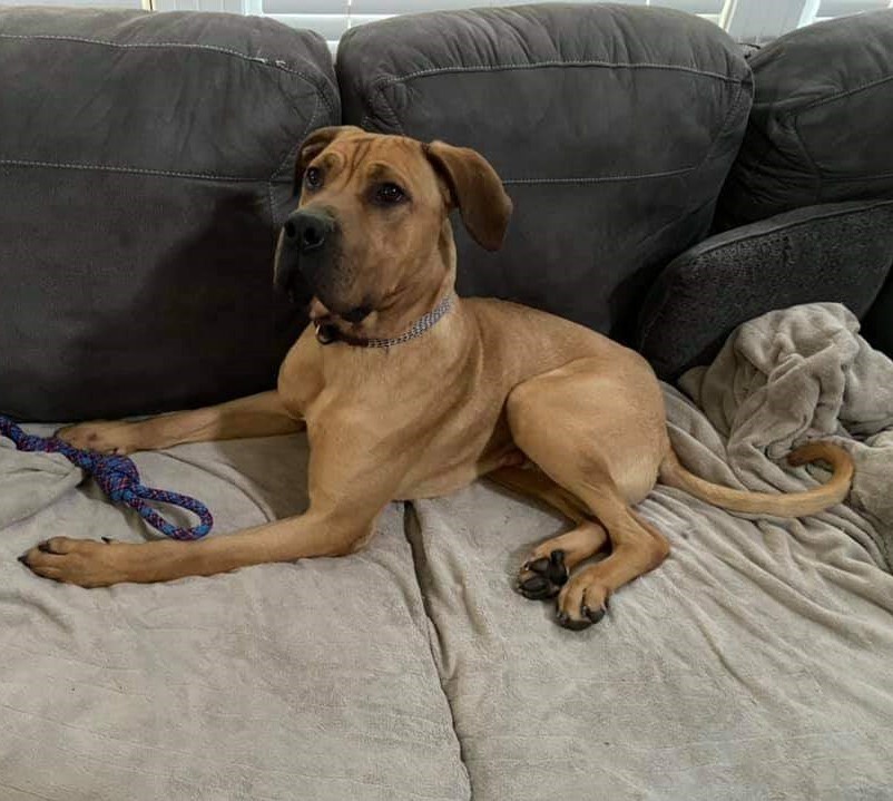 Mizuno, an adoptable Mastiff in Rydal, GA, 30171 | Photo Image 2