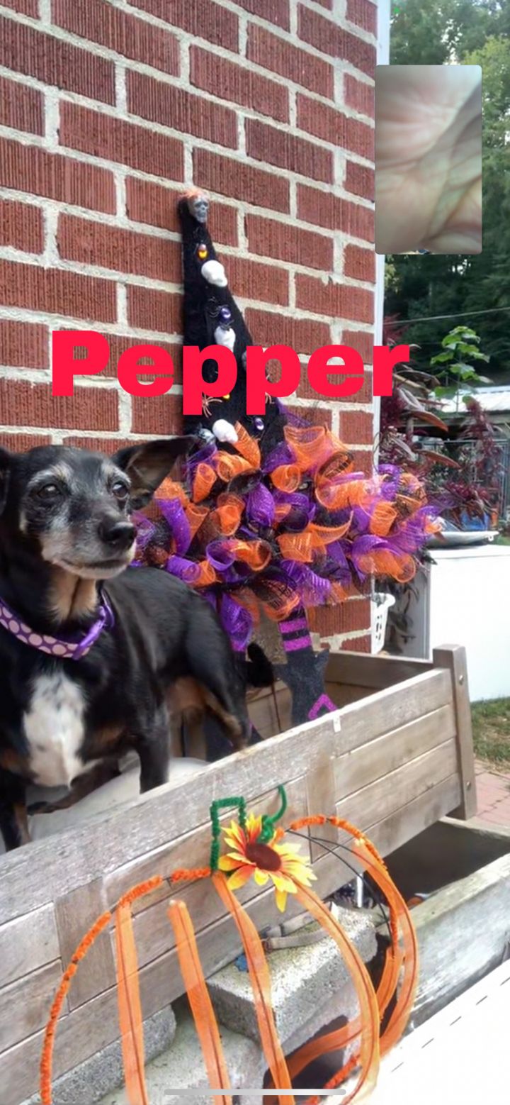 Pepper (loyal pal) 2