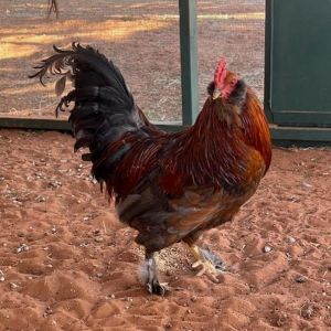 Jasper, Adult Male unknown