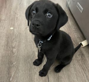 Dogs For Adoption Near Buford Ga Petfinder