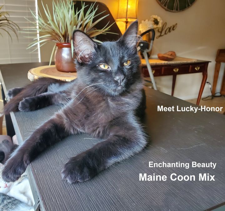 Lucky Honor - The Enchanting Beauty! 2