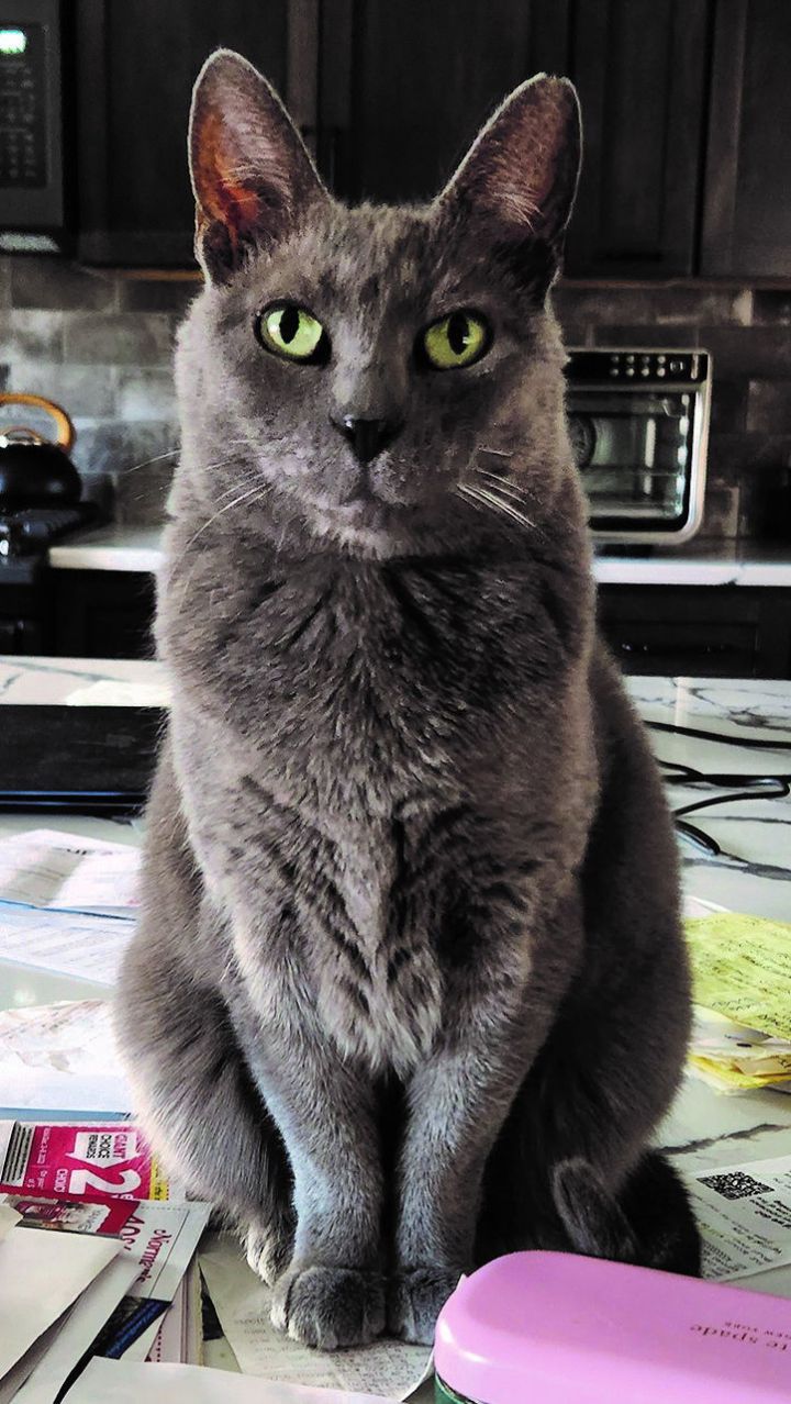 Cat for adoption Viola, a Domestic Short Hair in Philadelphia, PA