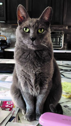 Viola