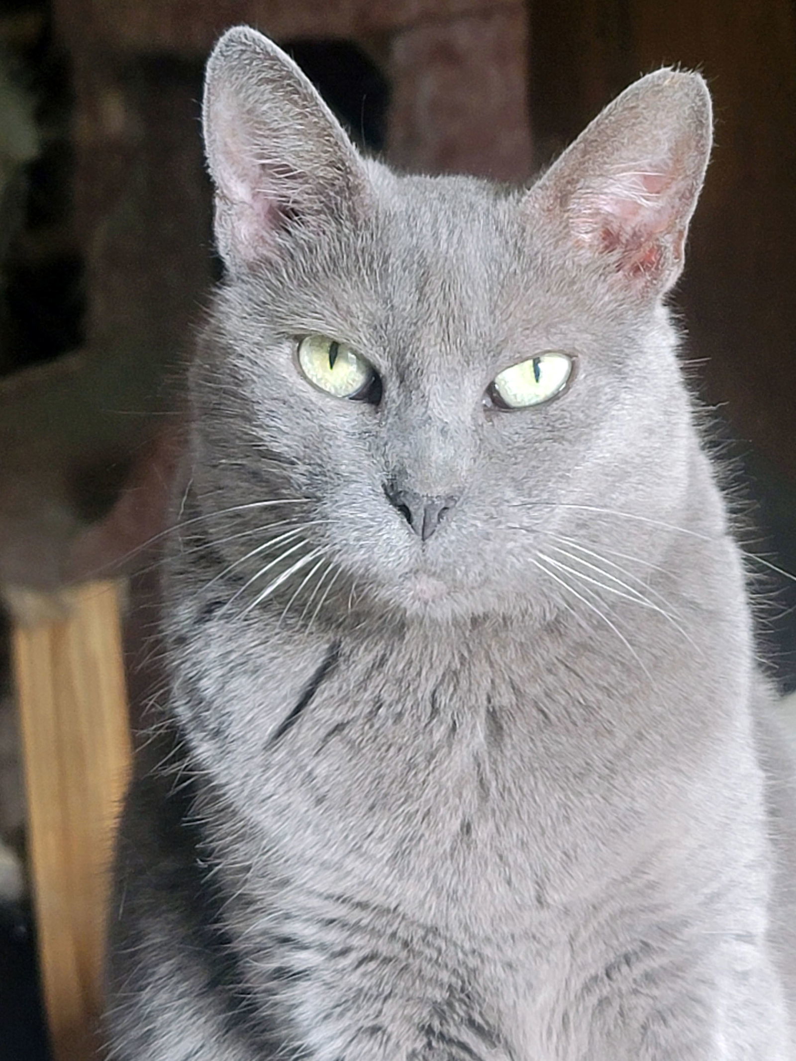 Viola