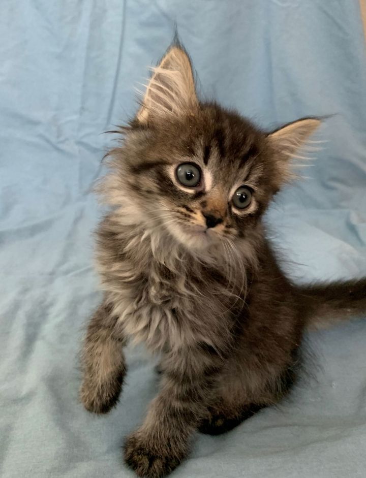 Long hair sale kittens for adoption