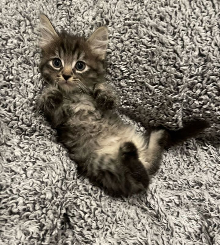 Pumpkin - Adopt Me With My Best Friend Playmate 2