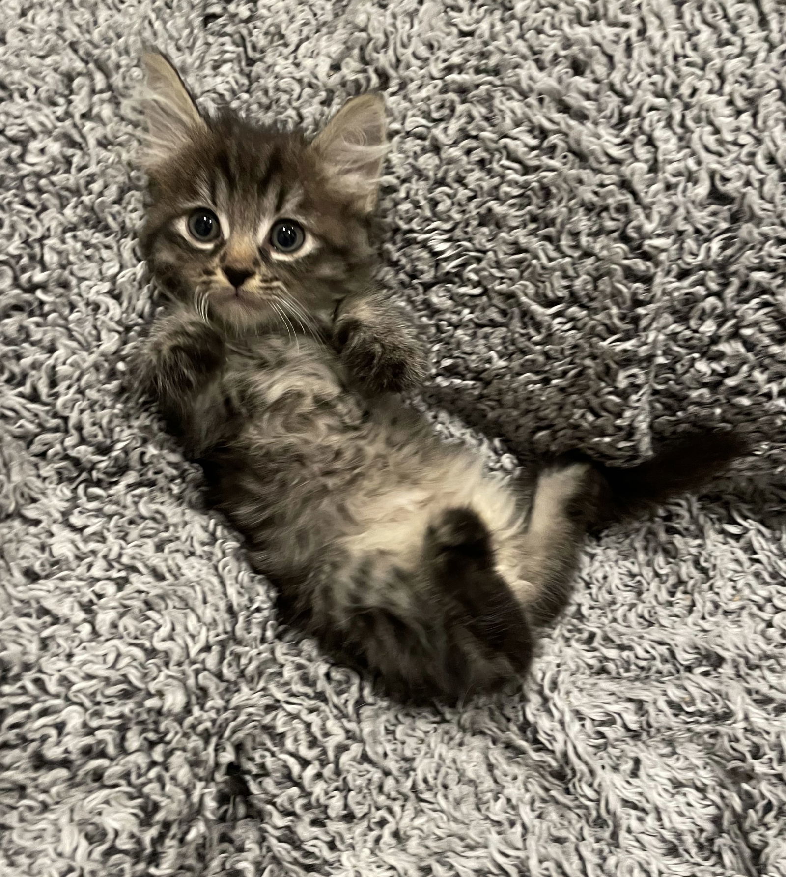 Pumpkin - Adopt Me With My Best Friend Playmate