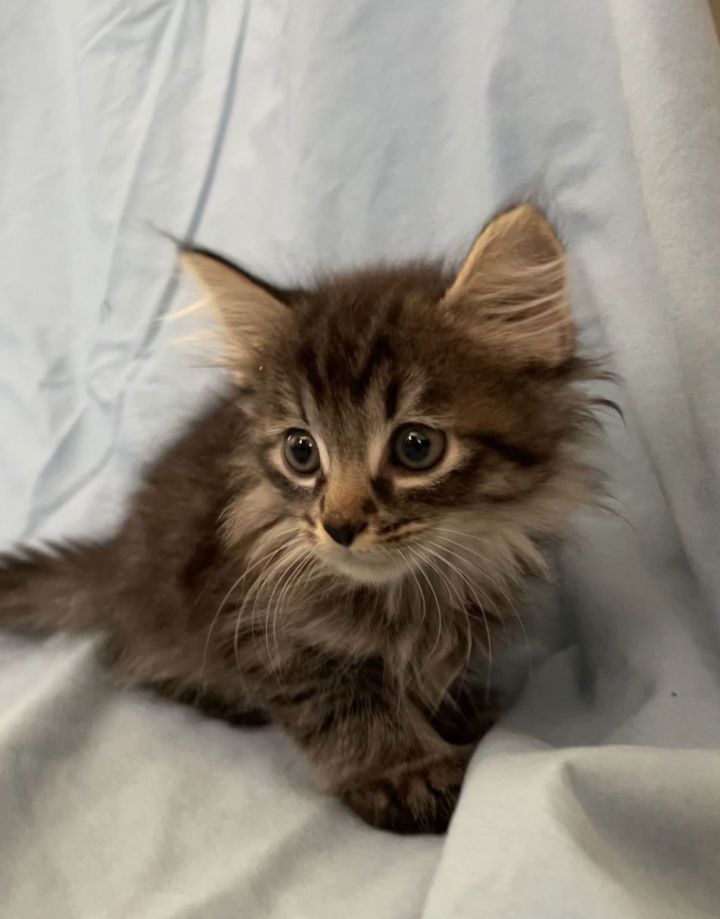 Pumpkin - Adopt Me With My Best Friend Playmate 3