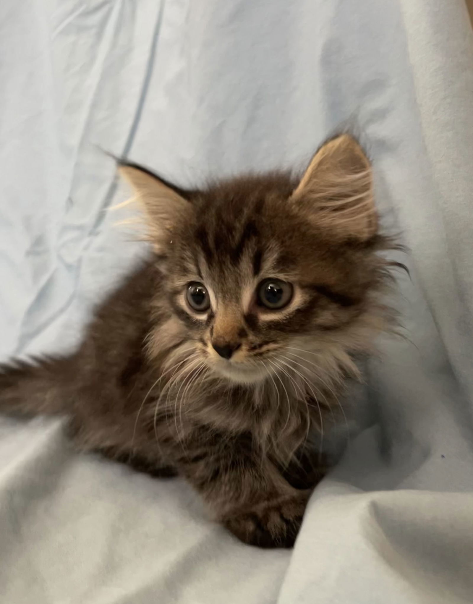 Pumpkin - Adopt Me With My Best Friend Playmate