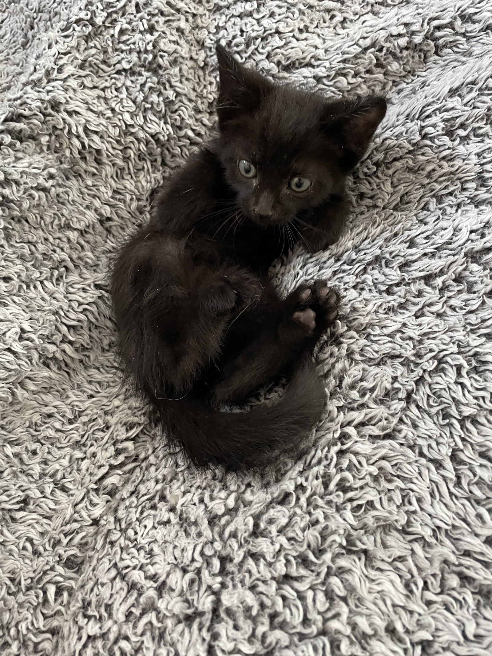 October Black Bombay-Look - Adopt As Pair, an adoptable Domestic Short Hair, Bombay in Newport Beach, CA, 92658 | Photo Image 1