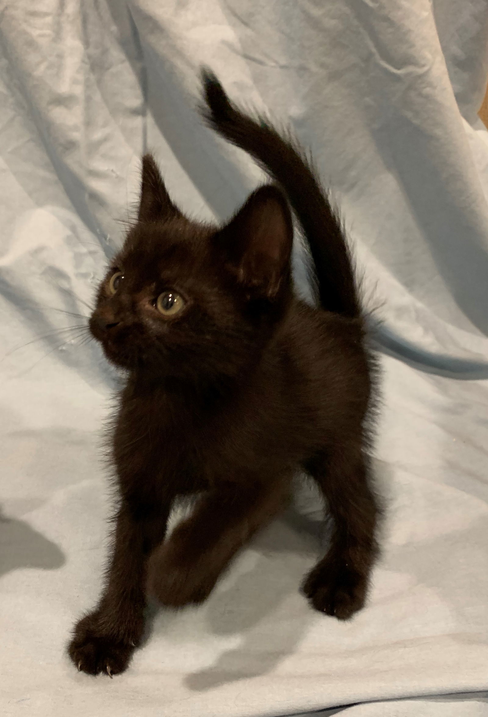 October Black Bombay-Look - Adopt As Pair, an adoptable Domestic Short Hair, Bombay in Newport Beach, CA, 92658 | Photo Image 2