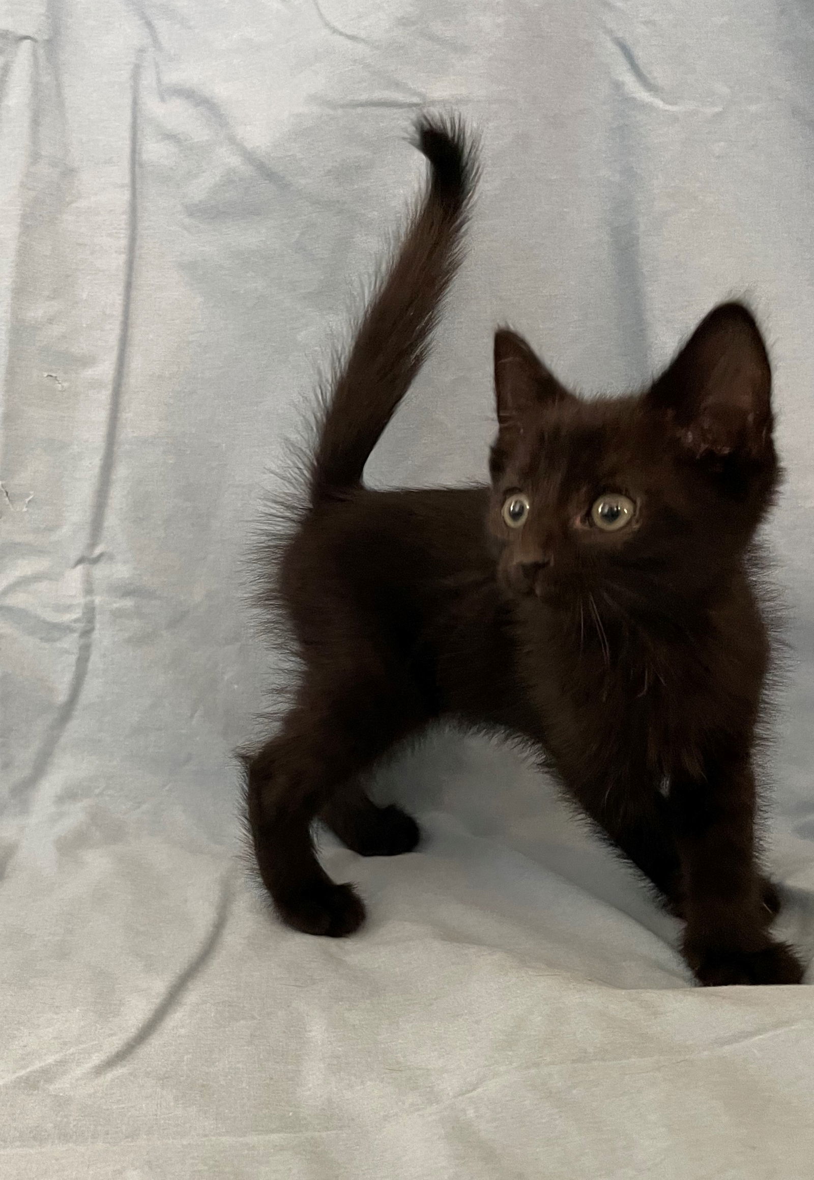 October Black Bombay-Look - Adopt As Pair, an adoptable Domestic Short Hair, Bombay in Newport Beach, CA, 92658 | Photo Image 3