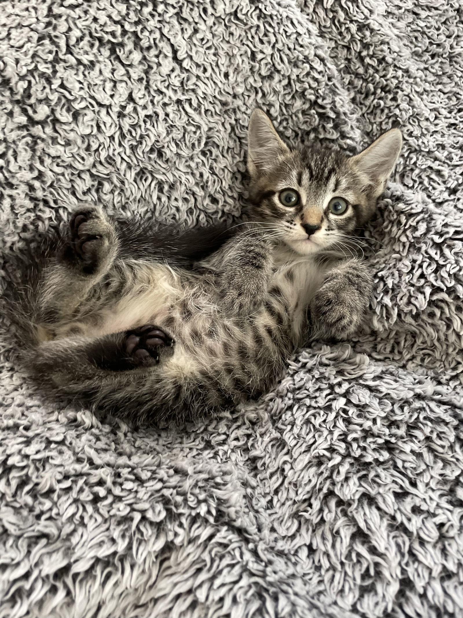 Bartholomew - Adopt With My Best Friend Playmate, an adoptable Domestic Short Hair, Bengal in Newport Beach, CA, 92658 | Photo Image 1