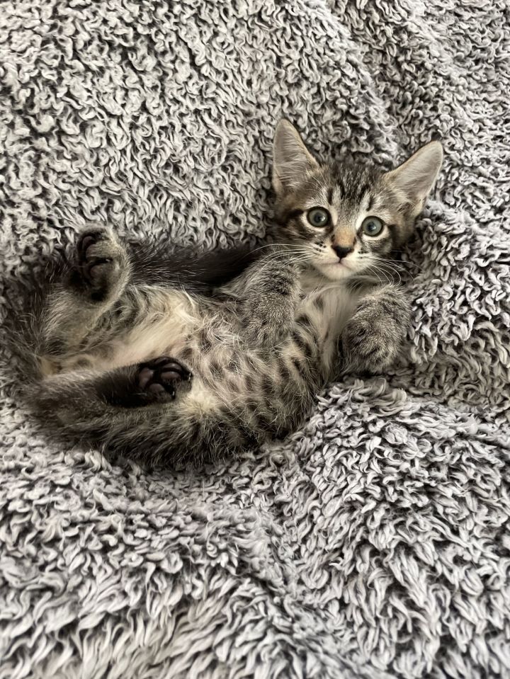Bartholomew - Adopt With My Best Friend Playmate 1