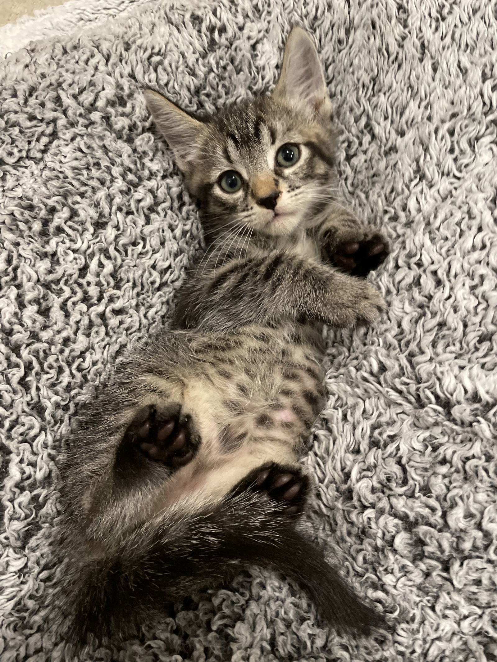 Bartholomew - Adopt With My Best Friend Playmate, an adoptable Domestic Short Hair, Bengal in Newport Beach, CA, 92658 | Photo Image 2