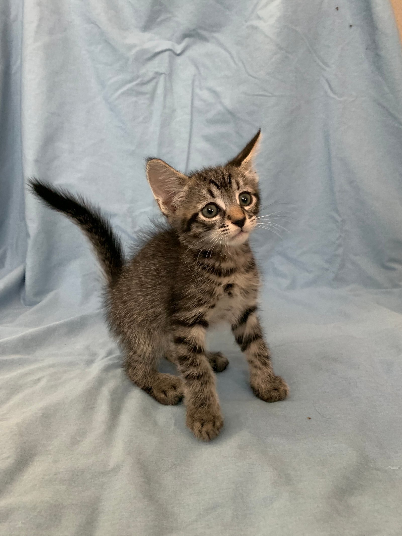 Bartholomew - Adopt With My Best Friend Playmate, an adoptable Domestic Short Hair, Bengal in Newport Beach, CA, 92658 | Photo Image 3