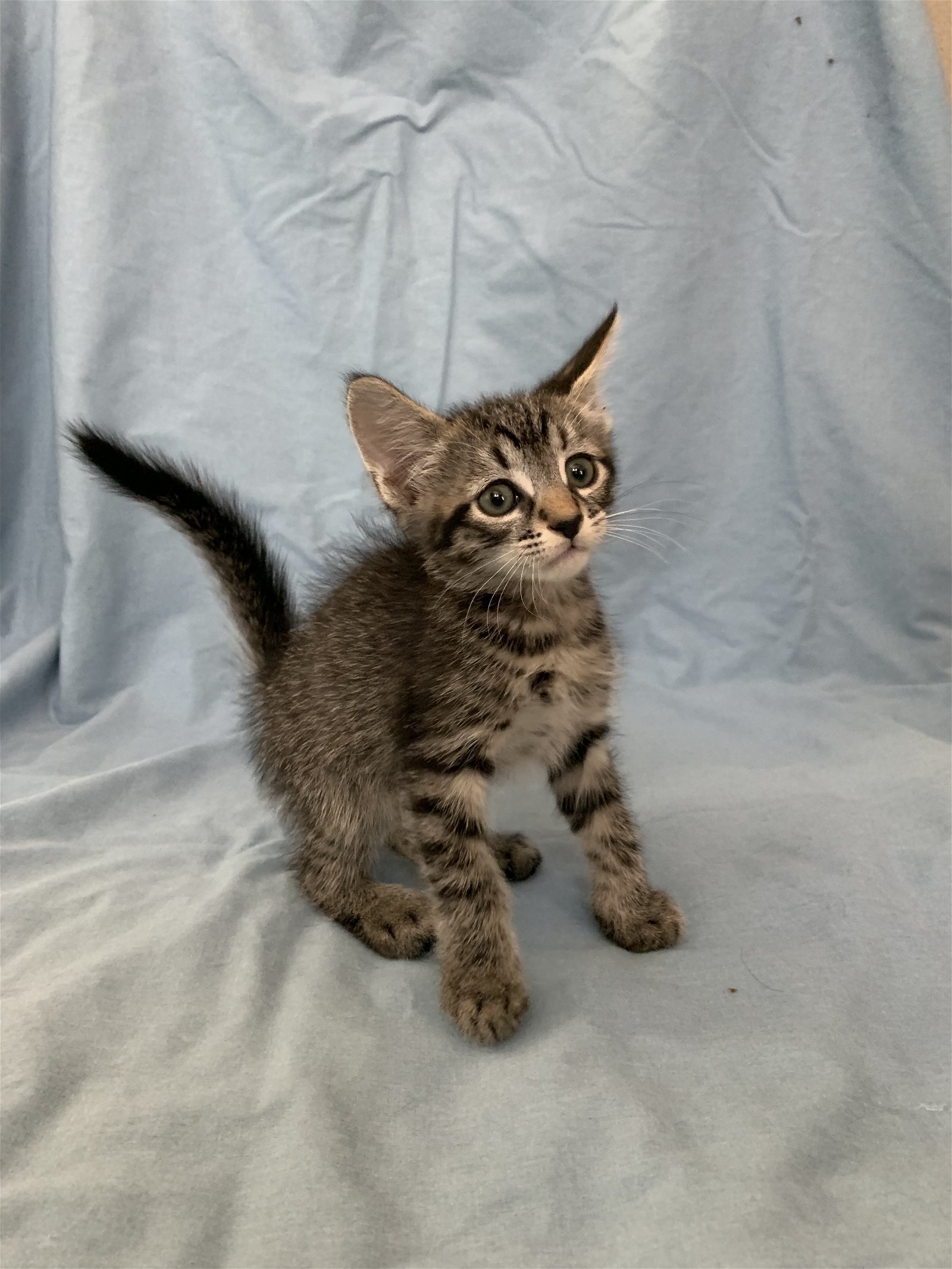 Bartholomew - Adopt With My Best Friend Playmate, an adoptable Domestic Short Hair, Bengal in Newport Beach, CA, 92658 | Photo Image 3