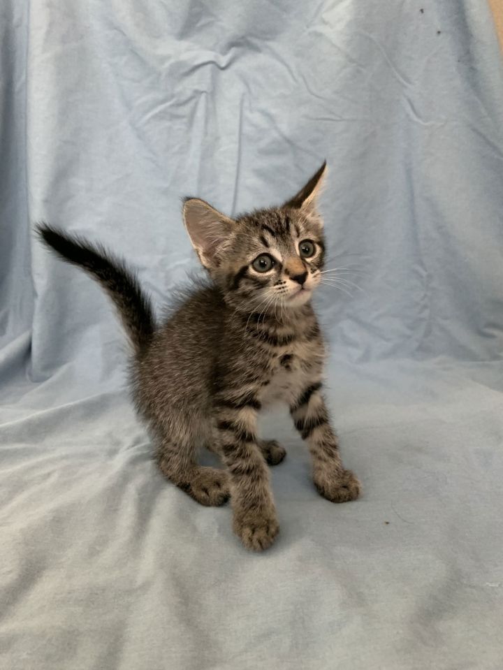 Bartholomew - Adopt With My Best Friend Playmate 3