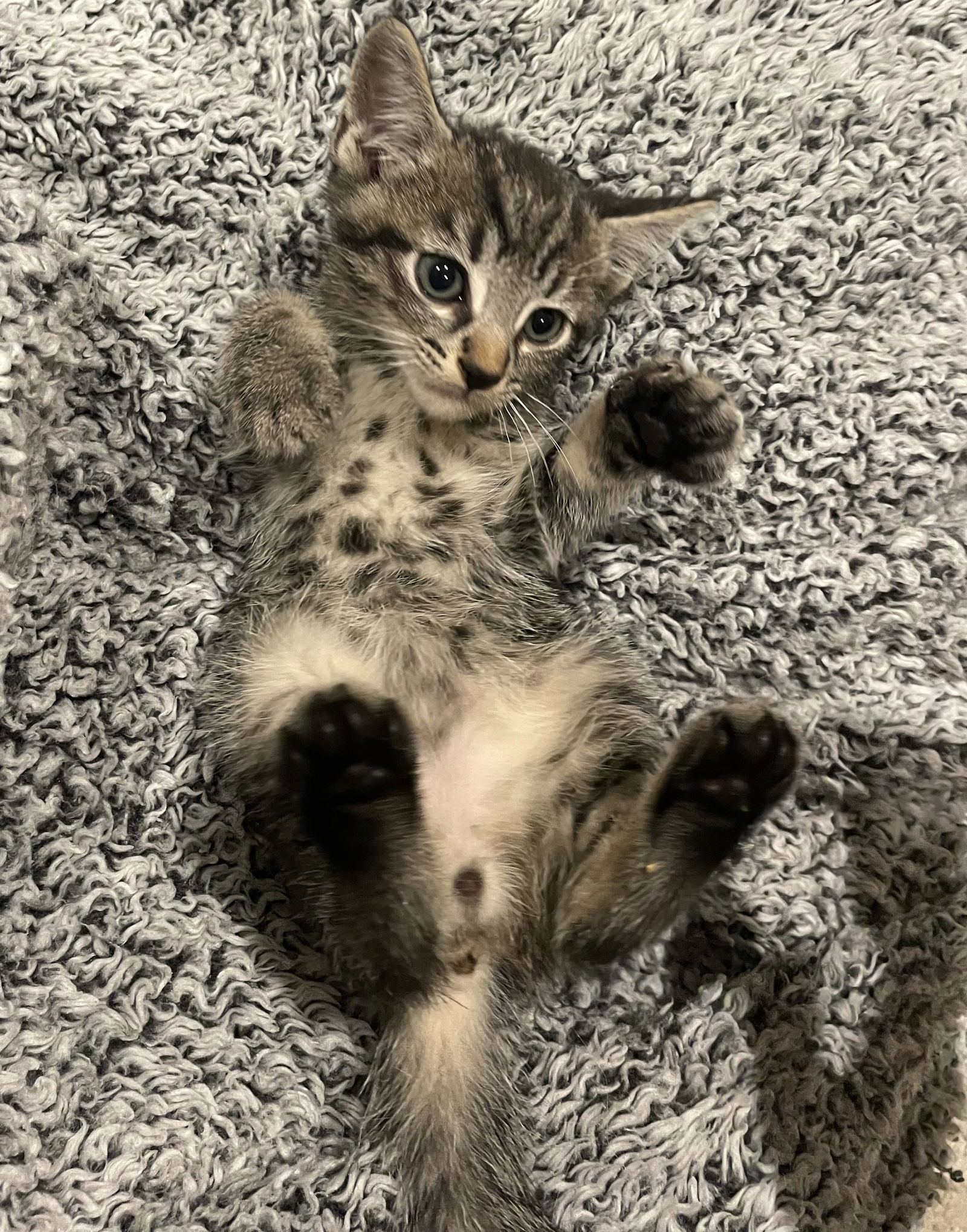 Wednesday - Adopt Me With My Best Buddy!