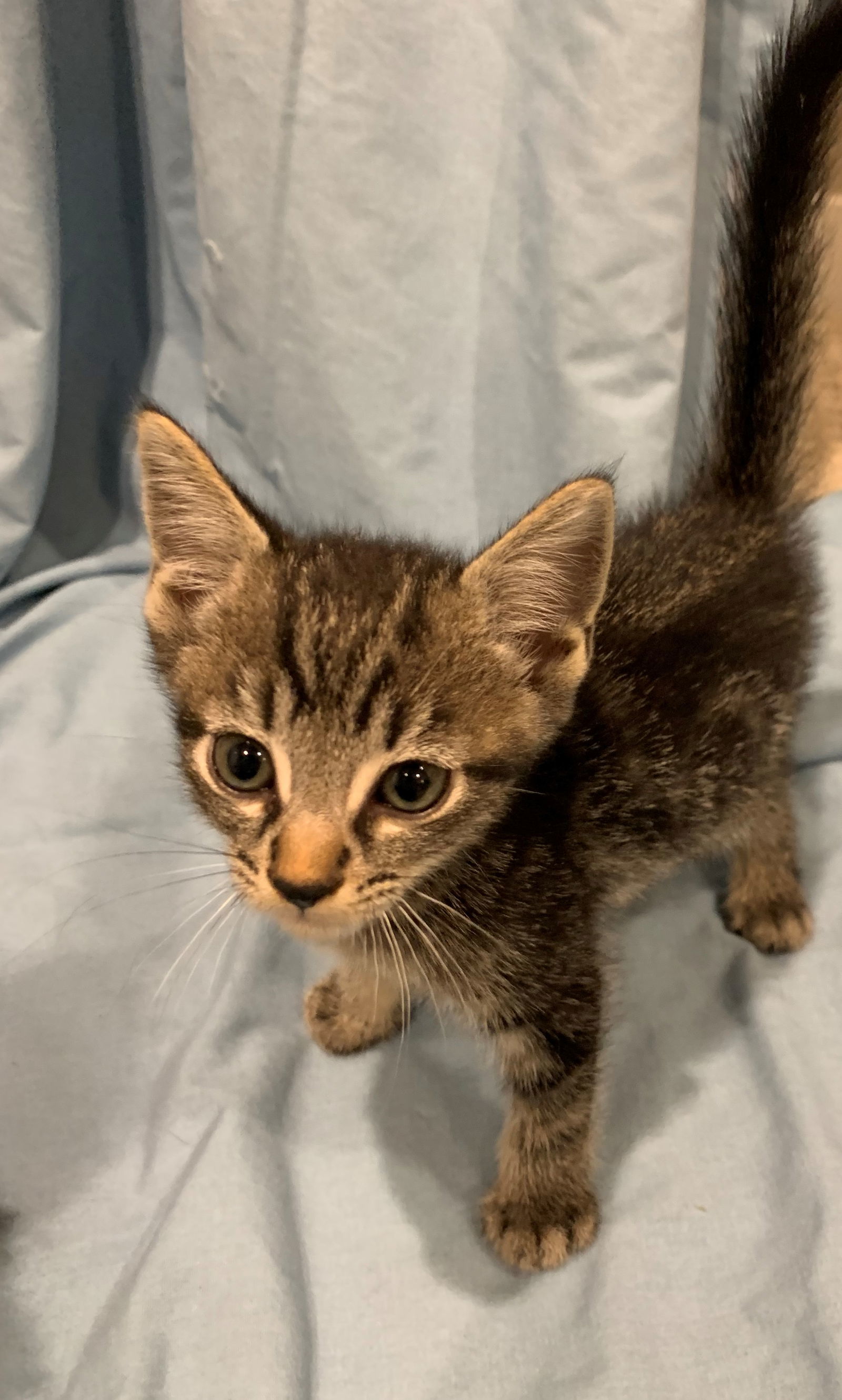 Wednesday - Adopt Me With My Best Buddy!, an adoptable Domestic Short Hair, Bengal in Newport Beach, CA, 92658 | Photo Image 2