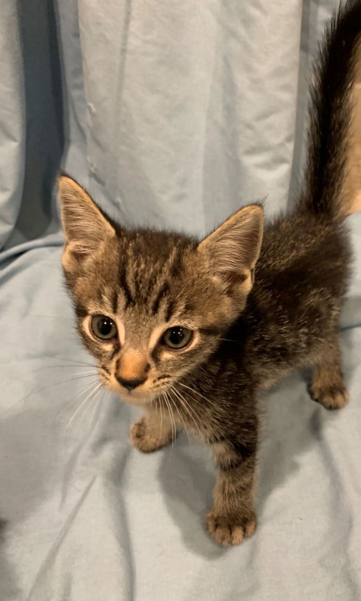 Wednesday - Adopt Me With My Best Buddy! 2