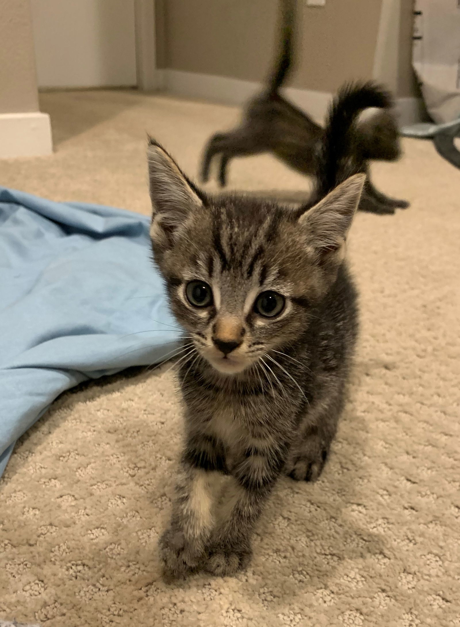 Wednesday - Adopt Me With My Best Buddy!, an adoptable Domestic Short Hair, Bengal in Newport Beach, CA, 92658 | Photo Image 3