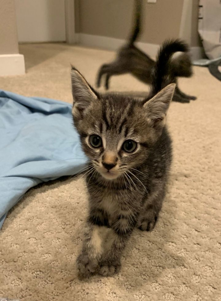 Wednesday - Adopt Me With My Best Buddy! 3