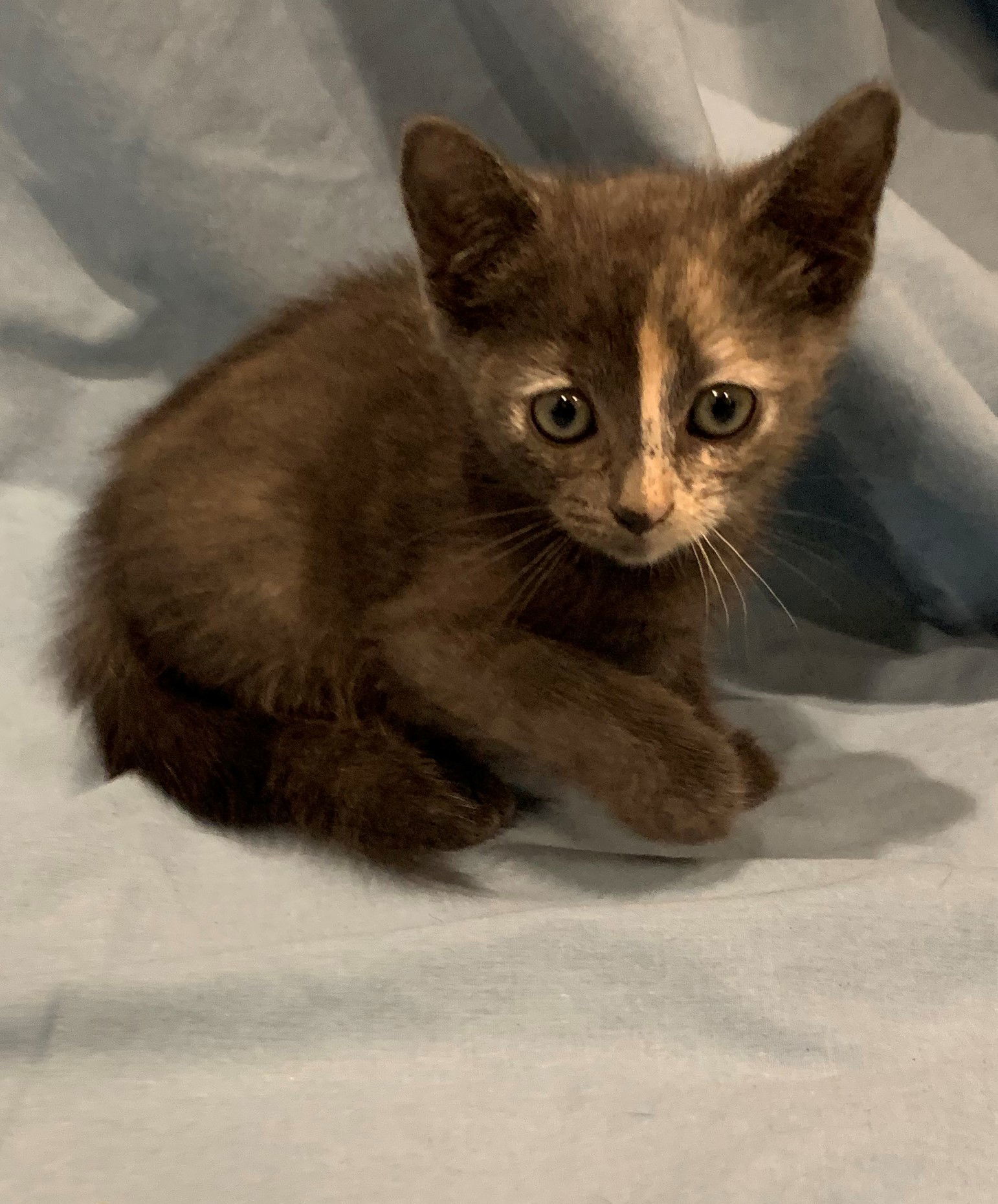 Spooki Adopt Me With My Sister Boo!, an adoptable Domestic Short Hair, Bengal in Newport Beach, CA, 92658 | Photo Image 1