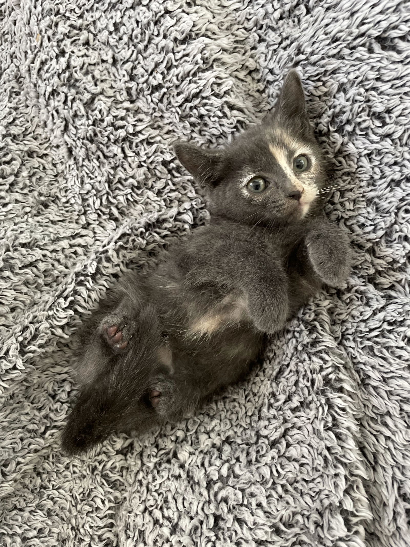 Spooki Adopt Me With My Sister Boo!