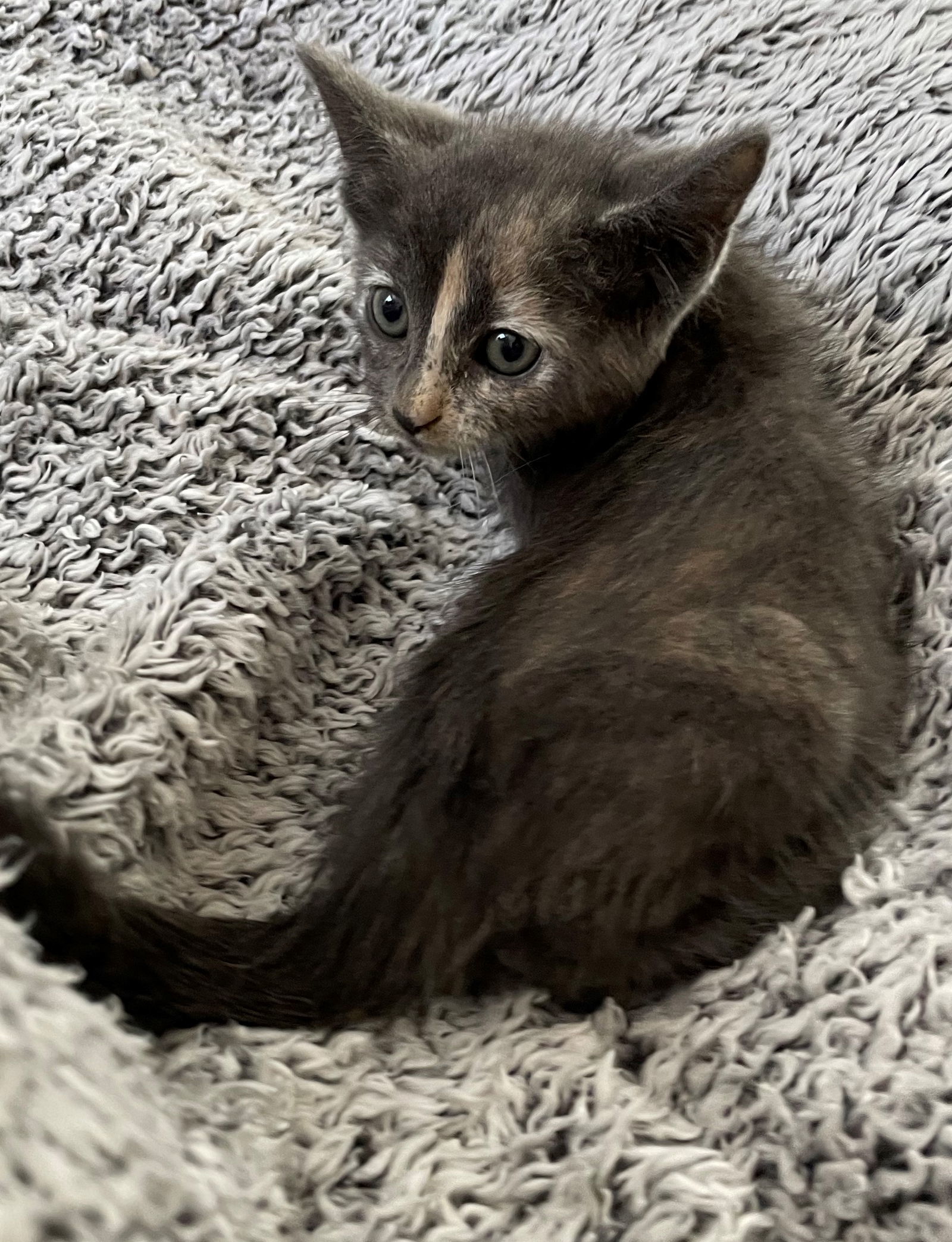 Spooki Adopt Me With My Sister Boo!