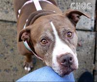 Choc, an adoptable Pit Bull Terrier in Fairfax, VA, 22030 | Photo Image 1