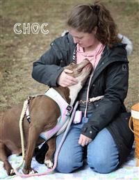 Choc, an adoptable Pit Bull Terrier in Fairfax, VA, 22030 | Photo Image 2