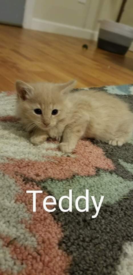 Teddy, an adopted Domestic Long Hair Mix in Toast, NC_image-1