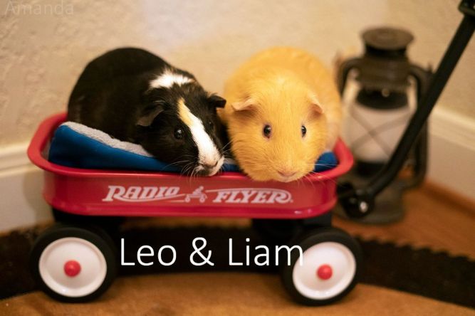 Leo & Liam