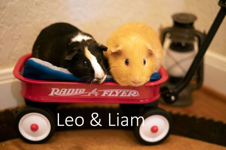 Leo & Liam, an adopted Short-Haired in San Antonio, TX_image-1