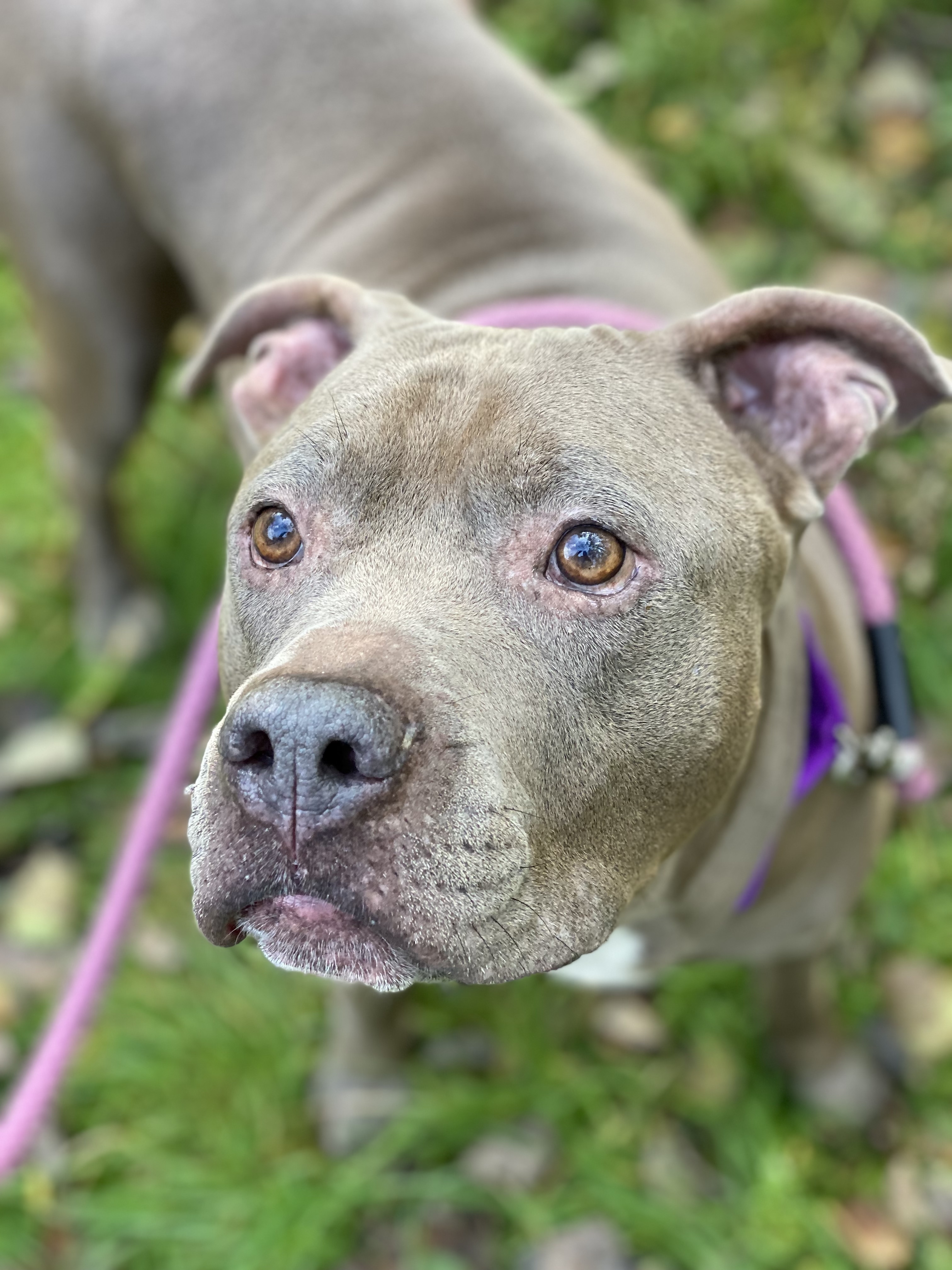 NACHO, an adoptable American Staffordshire Terrier, Terrier in Morris, NY, 13808 | Photo Image 1