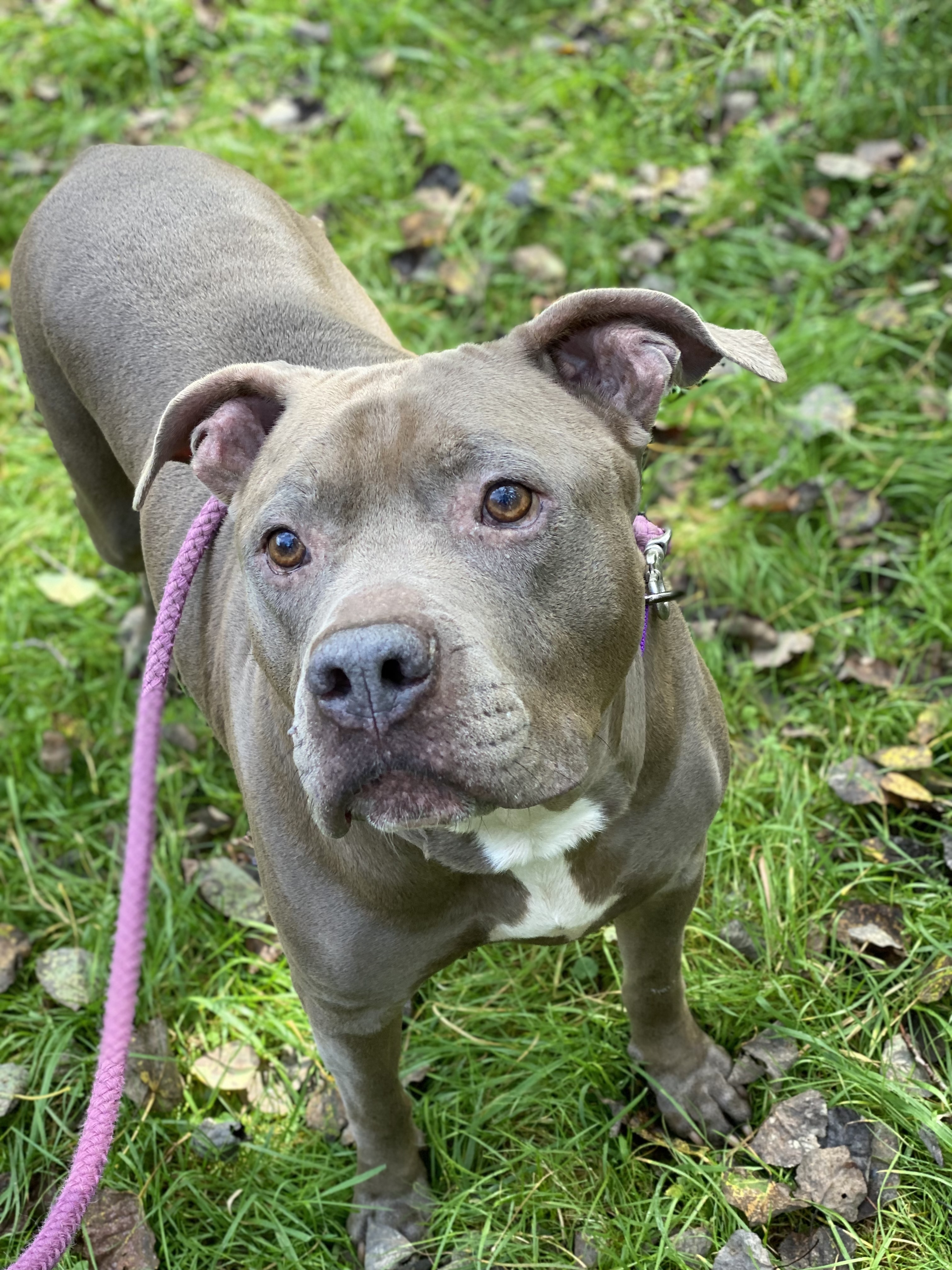 NACHO, an adoptable American Staffordshire Terrier, Terrier in Morris, NY, 13808 | Photo Image 2