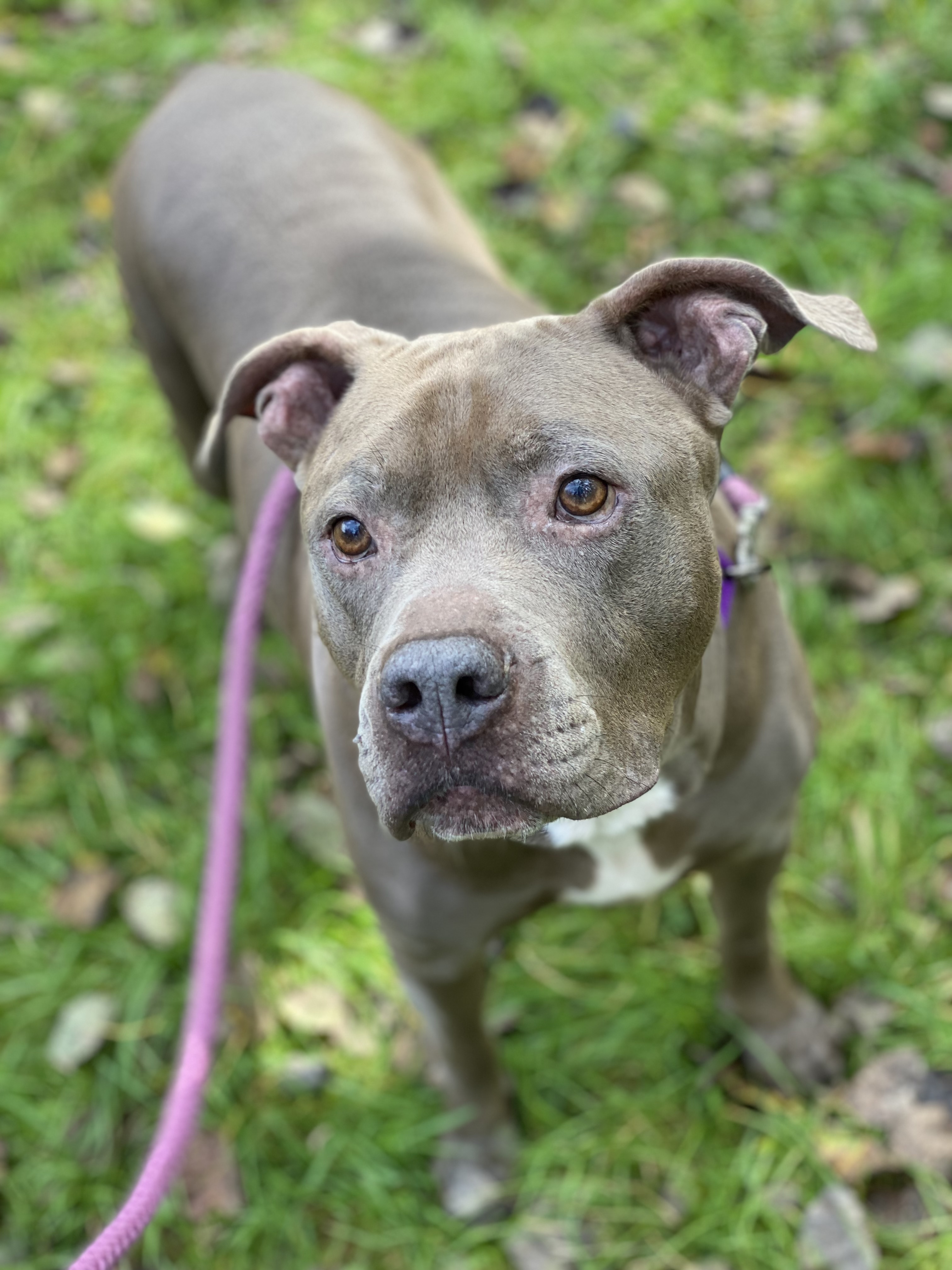 NACHO, an adoptable American Staffordshire Terrier, Terrier in Morris, NY, 13808 | Photo Image 3