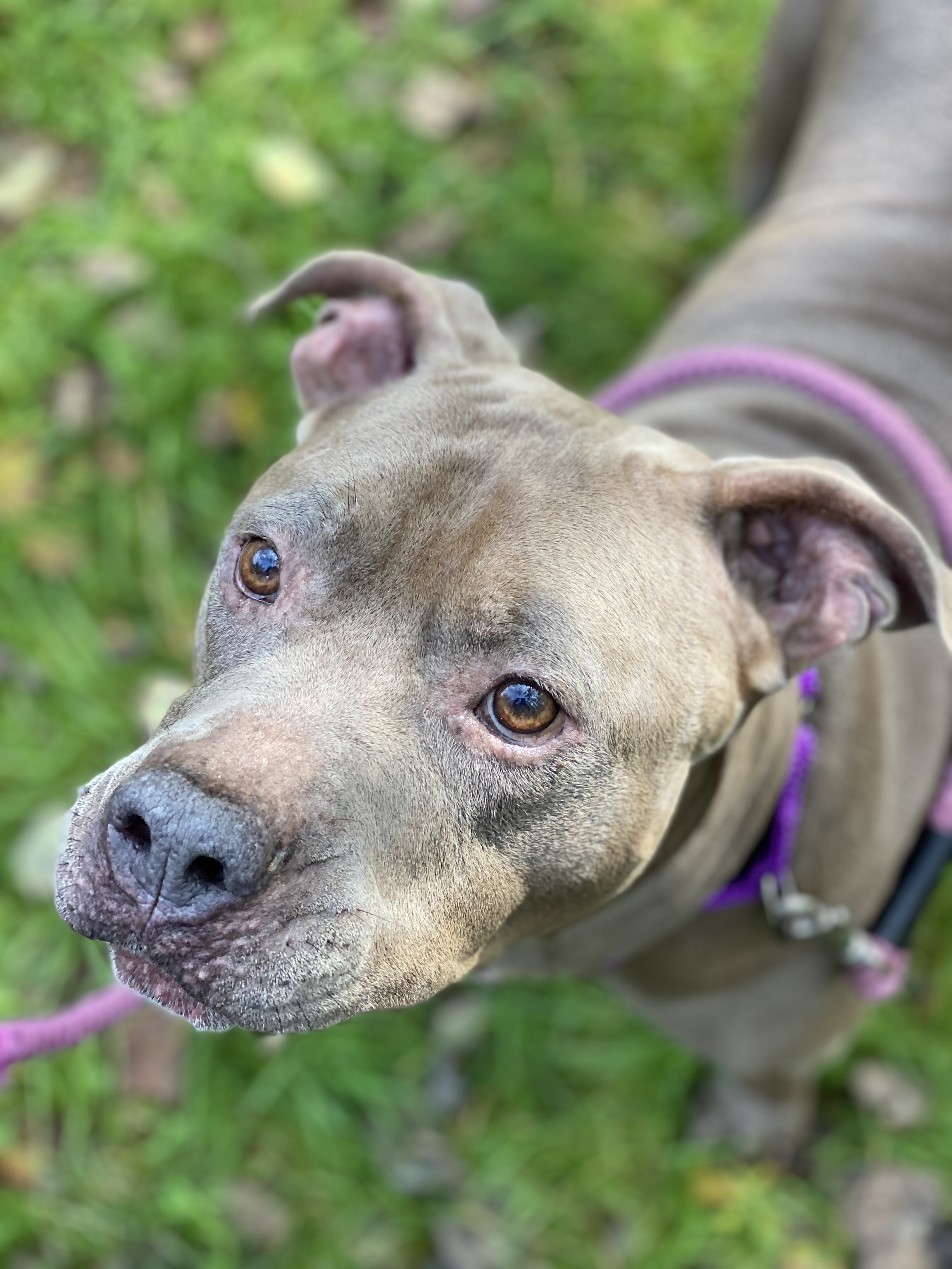 NACHO, an adoptable American Staffordshire Terrier, Terrier in Morris, NY, 13808 | Photo Image 5
