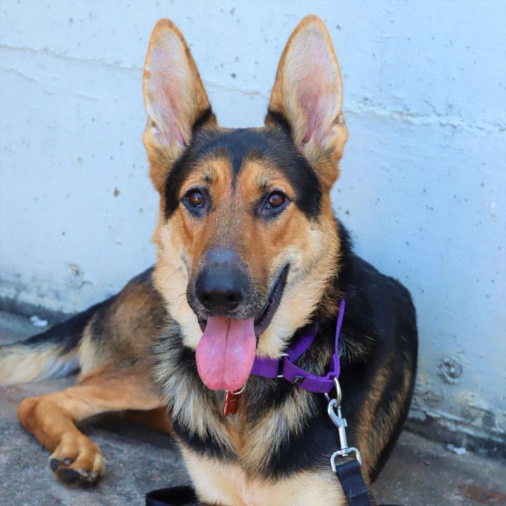 Loki , an adopted German Shepherd Dog Mix in Springfield, MO_image-1