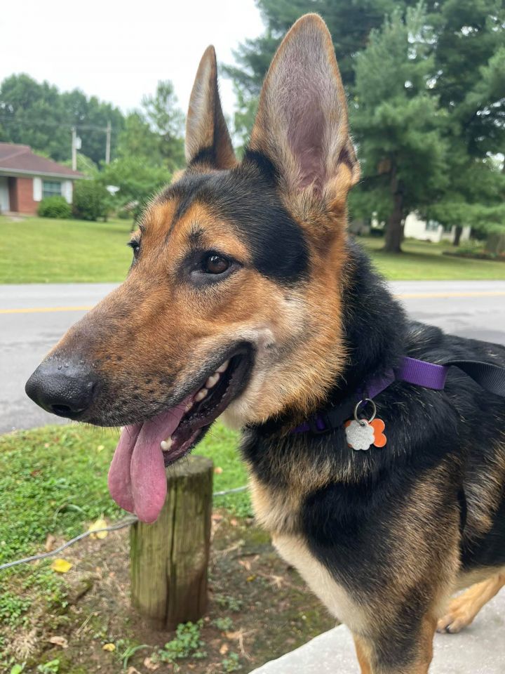 Loki , an adopted German Shepherd Dog Mix in Springfield, MO_image-3