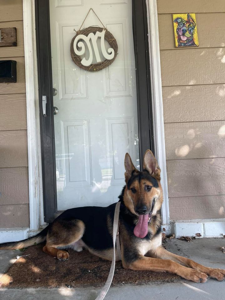 Loki , an adopted German Shepherd Dog Mix in Springfield, MO_image-5
