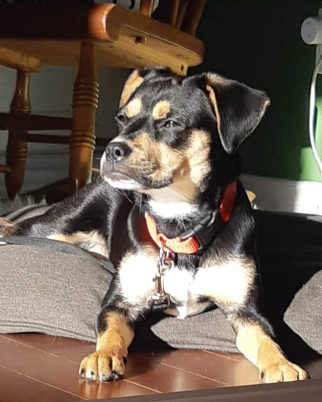 Nacho, an adoptable Pug in Elora, ON, N0B 1S0 | Photo Image 1