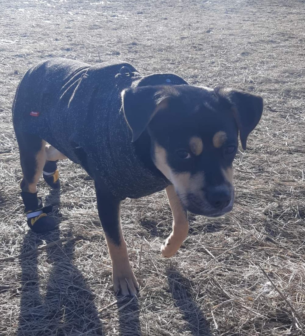 Nacho, an adoptable Pug in Elora, ON, N0B 1S0 | Photo Image 4