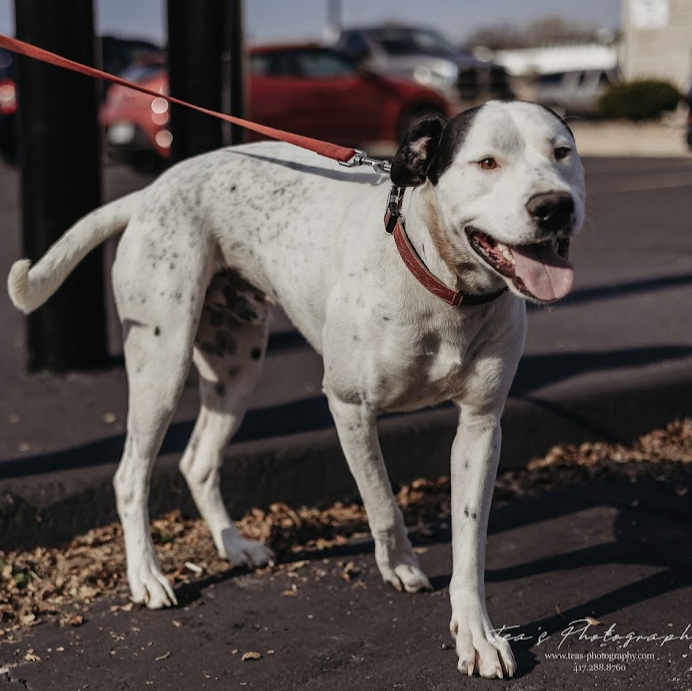 Chaser, an adopted American Bulldog Mix in Springfield, MO_image-3