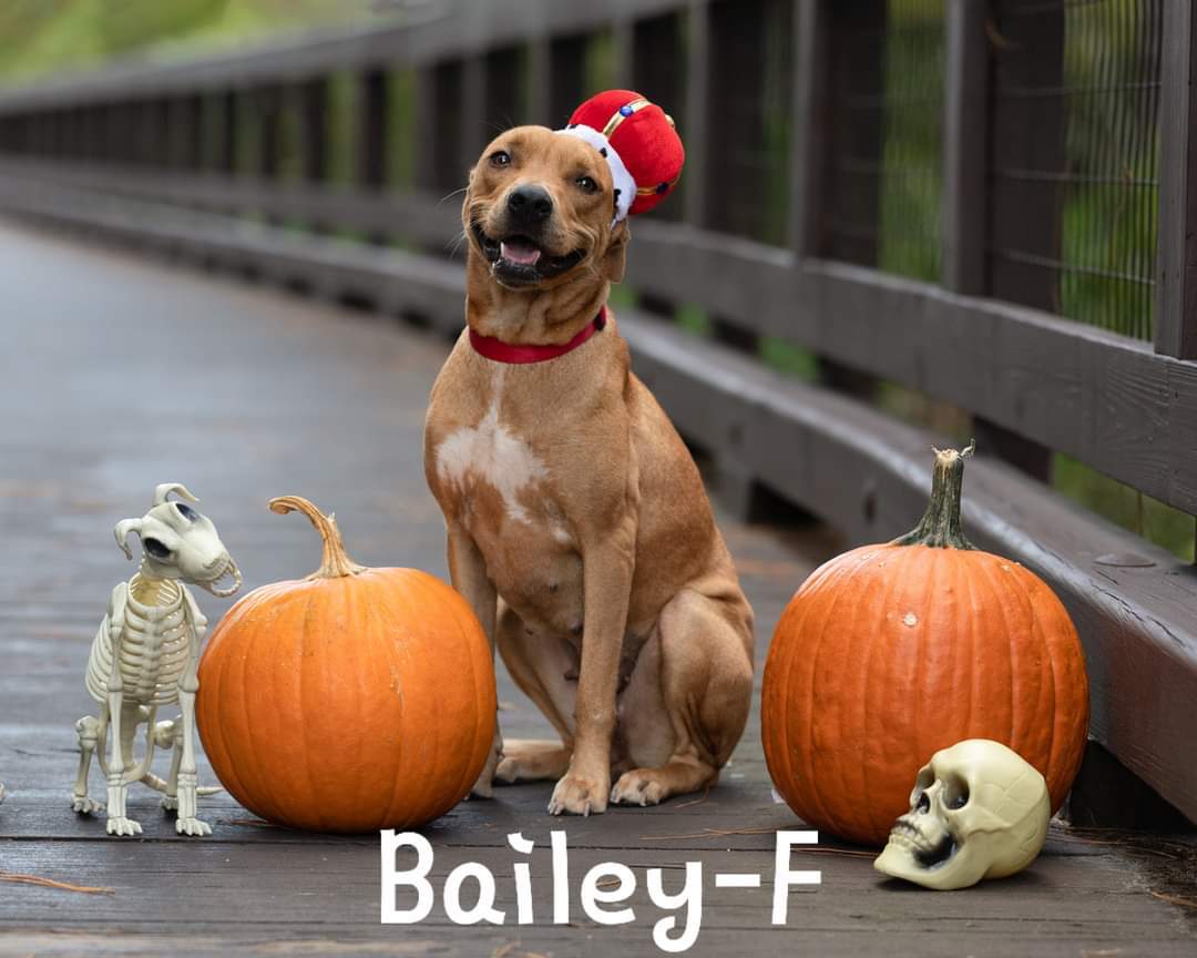 Bailey detail page
