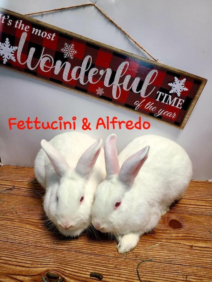 Fettucine and Alfredo, an adoptable New Zealand in Medford, NY_image-1