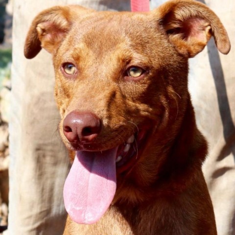 Ozzie JuM*, an adoptable Shepherd, Mixed Breed in Von Ormy, TX, 78073 | Photo Image 2