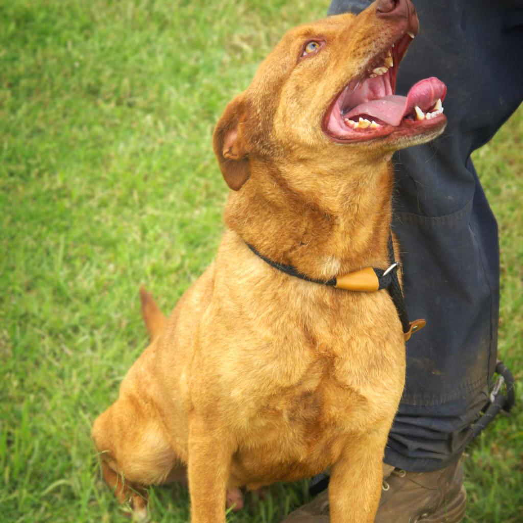Ozzie JuM/JW, an adoptable Shepherd, Mixed Breed in Von Ormy, TX, 78073 | Photo Image 2