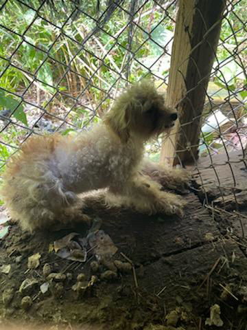 Diva / Baby, an adoptable Poodle in Elizabethtown, PA, 17022 | Photo Image 3